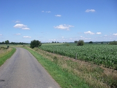 Coenagrion mercuriale