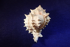 Phyllonotus erythrostomus