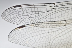 Hemicordulia armstrongi