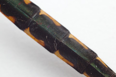 Hemicordulia armstrongi