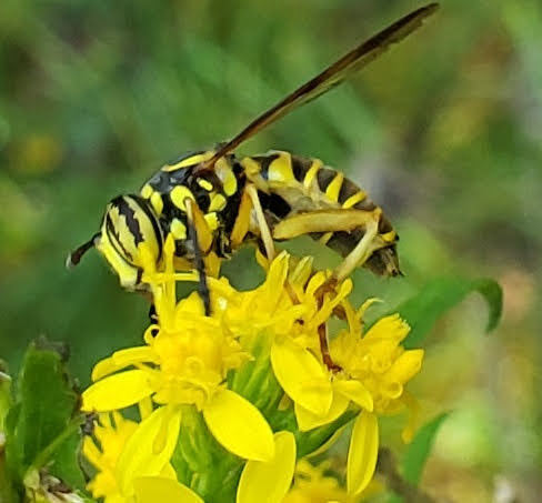 Unknown species found near Town of Delton, Sauk County, WI, USA