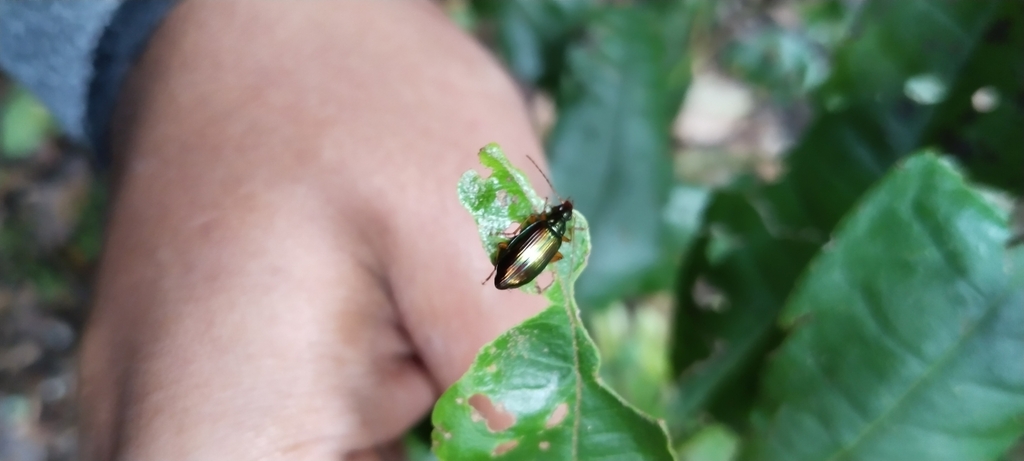 Abropus carnifex