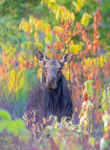 Moose photographed in Massachusetts