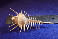 Murex pecten