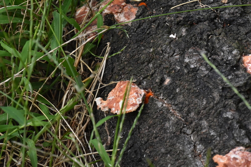 Trametes coccinea
