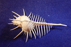 Murex pecten