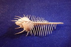 Murex pecten