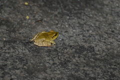 Platyplectrum fletcheri