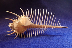 Murex pecten