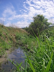 Coenagrion mercuriale