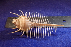 Murex pecten