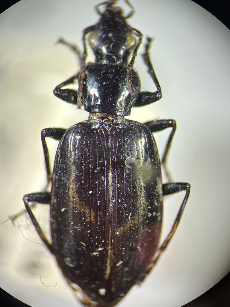 Dyscolus purpuratus