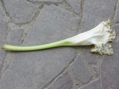Dolichandrone