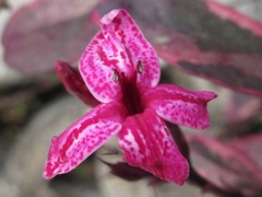 Acanthaceae