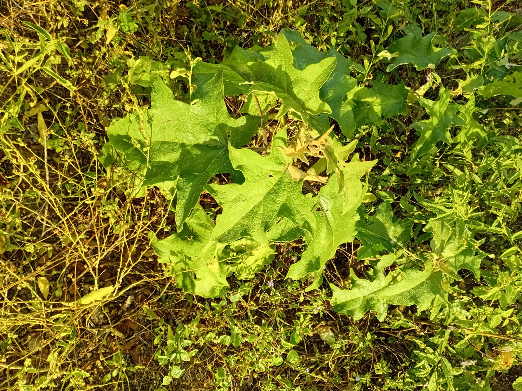 Solanum paniculatum