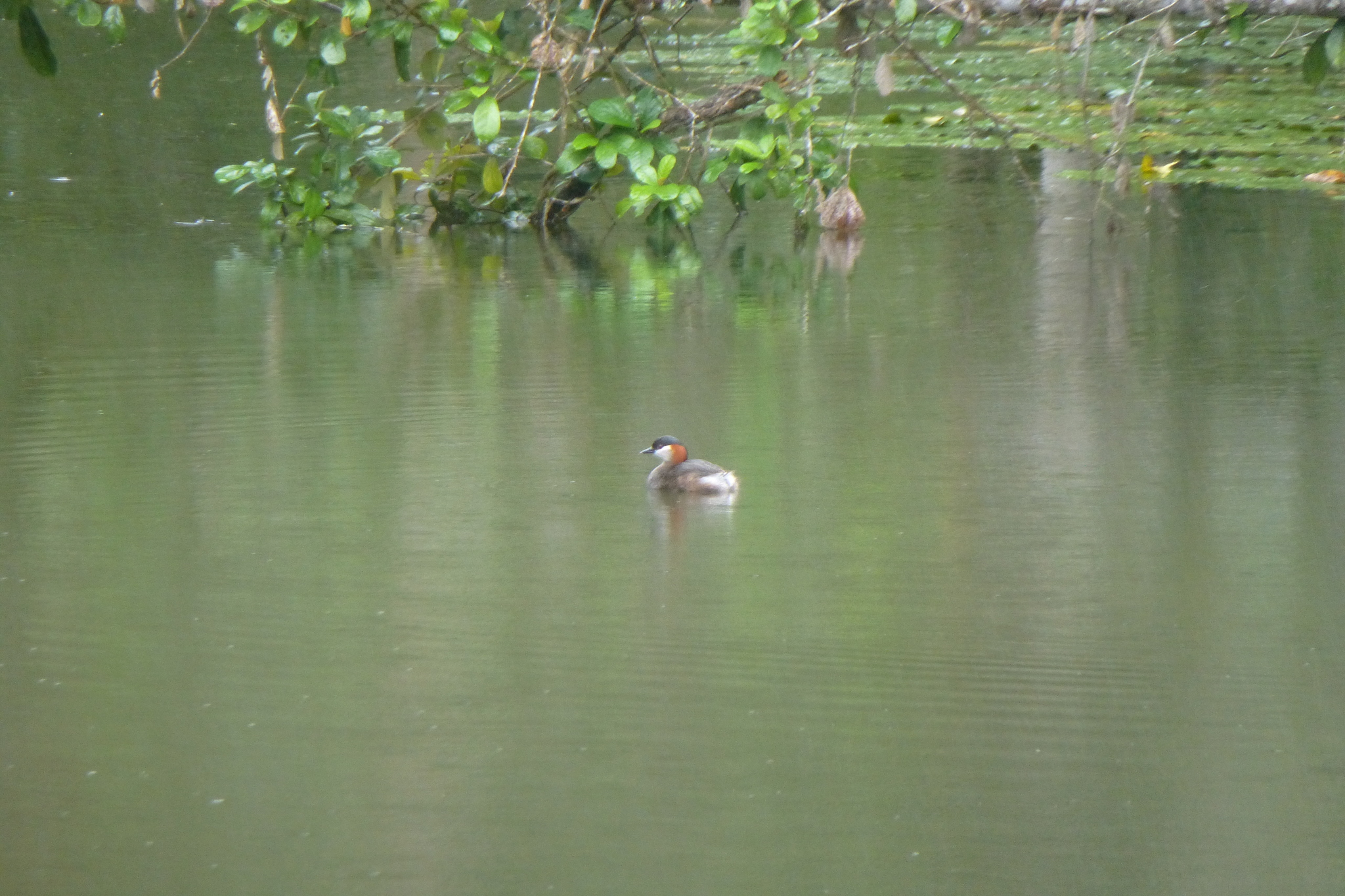 Madagascar Grebe (Tachybaptus pelzelnii), photo 1