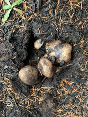 Rhizopogon villosulus