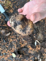 Rhizopogon villosulus