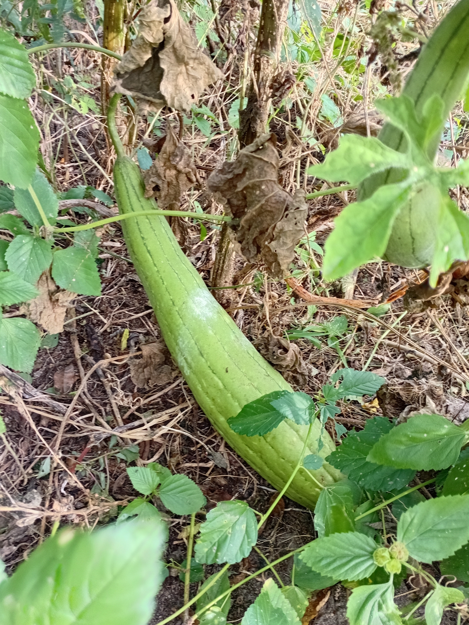 Luffa aegyptiaca