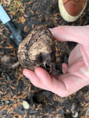 Rhizopogon villosulus
