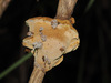 Phylloporia nandinae - Photo (c) 小铖/Smalltown, some rights reserved (CC BY-NC), uploaded by 小铖/Smalltown