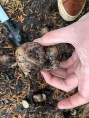 Rhizopogon villosulus