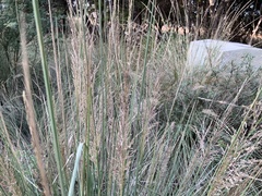 Muhlenbergia lindheimeri