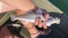 Menticirrhus littoralis