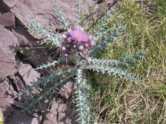 Carduus carlinoides
