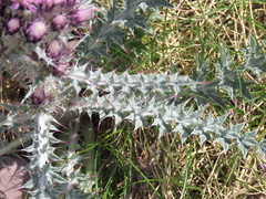 Carduus carlinoides