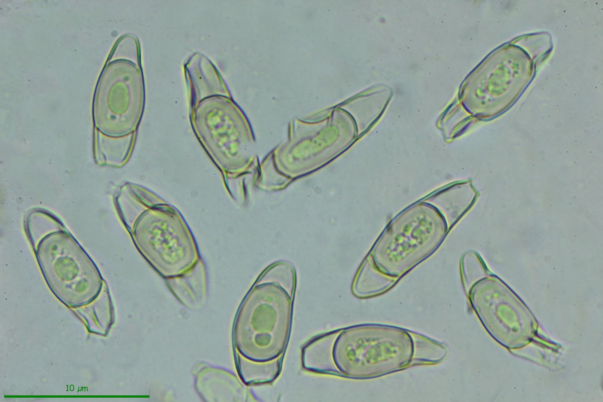 Asterophora parasitica image