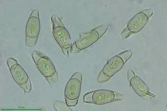 Asterophora parasitica