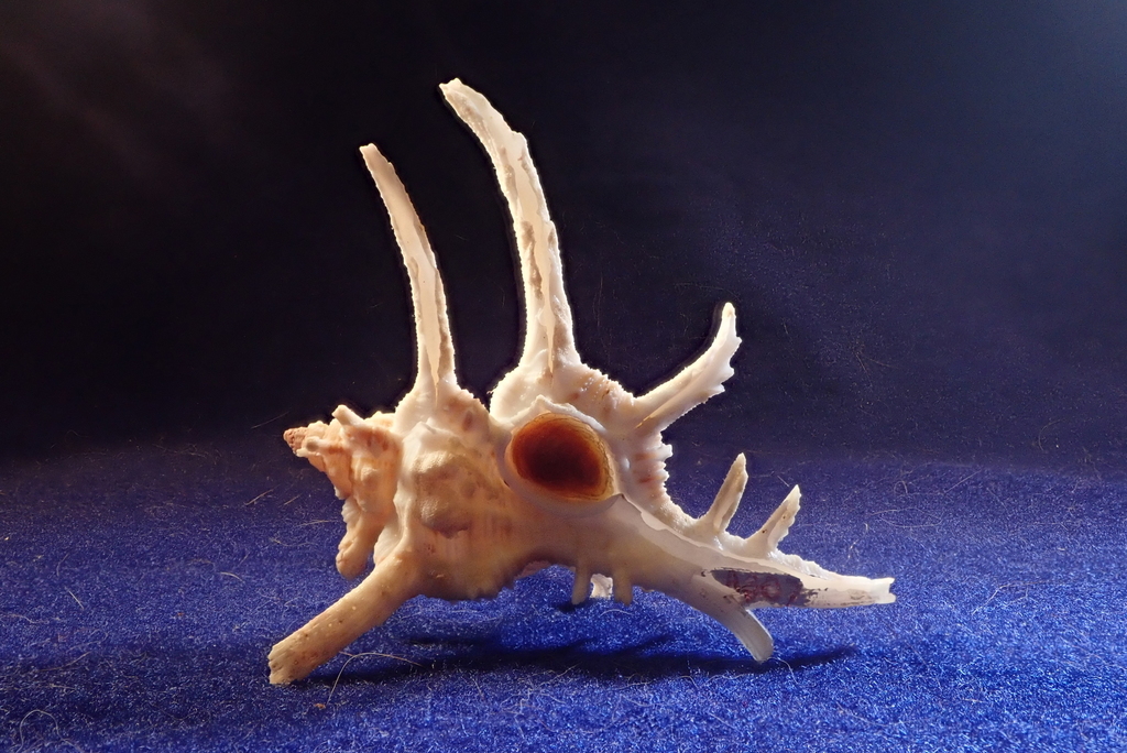 Chicoreus axicornis