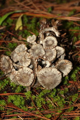 Asterophora parasitica