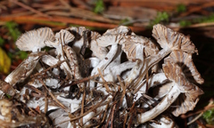Asterophora parasitica