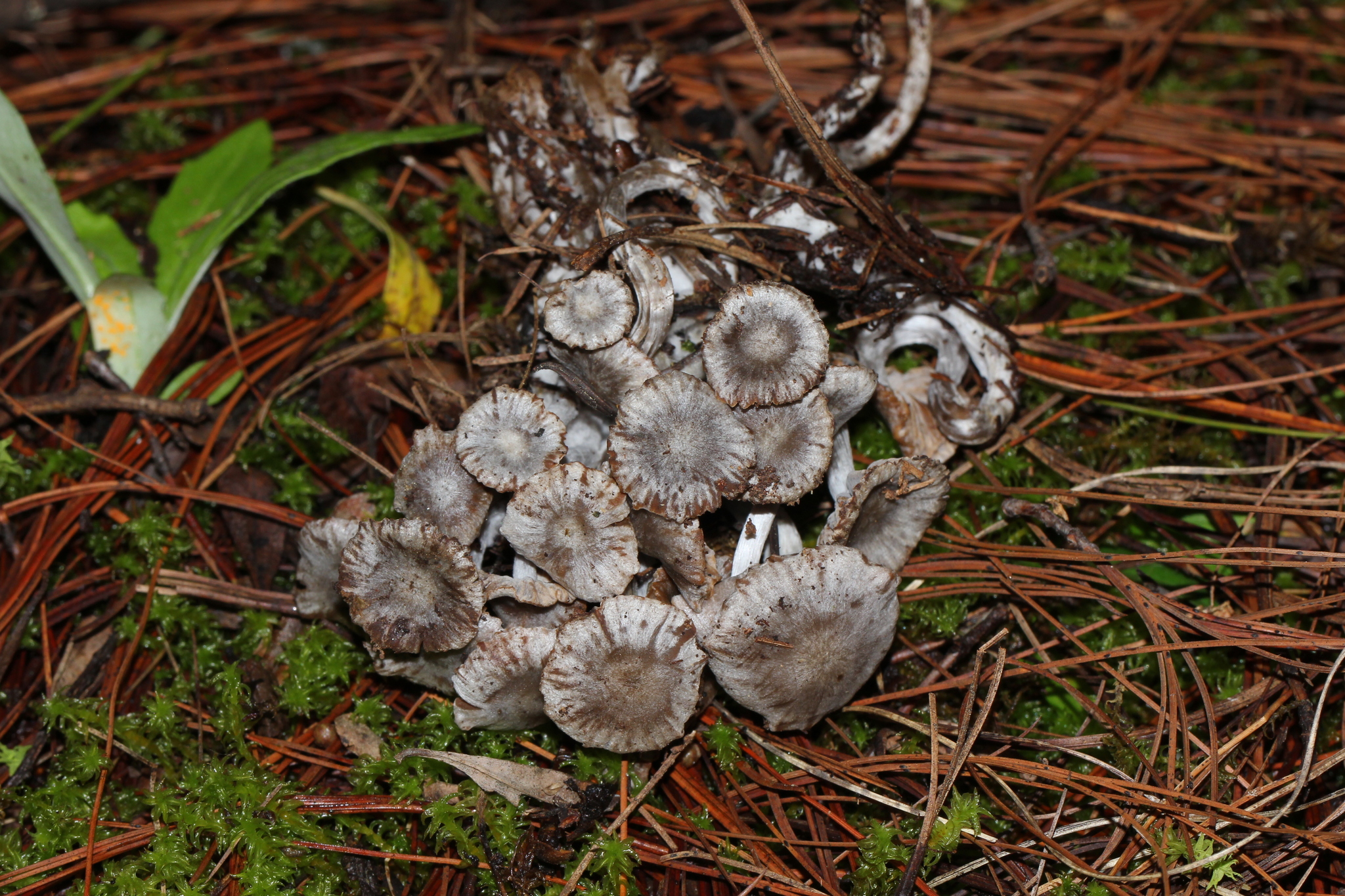Asterophora parasitica image