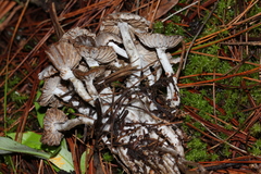 Asterophora parasitica