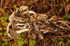 Asterophora parasitica