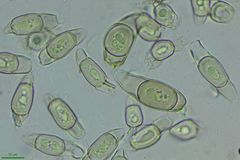 Asterophora parasitica