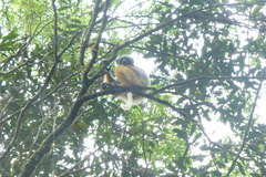 Propithecus diadema