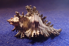 Chicoreus brunneus
