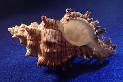 Chicoreus torrefactus