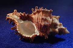 Chicoreus torrefactus