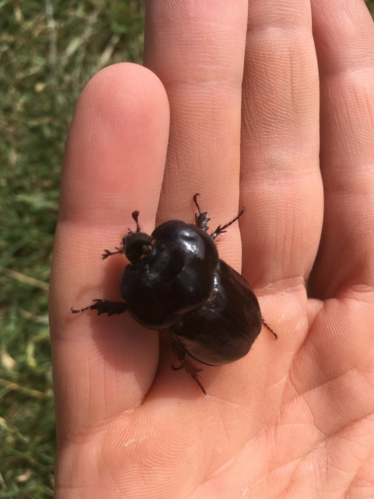 Heterogomphus laticollis