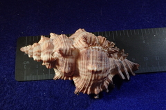Chicoreus torrefactus