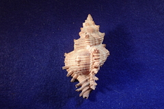Chicoreus torrefactus