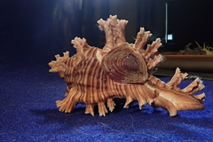 Chicoreus palmarosae