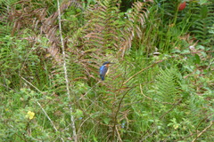 Corythornis vintsioides