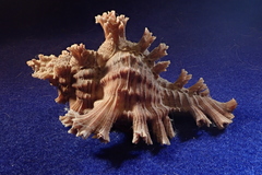 Chicoreus palmarosae
