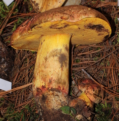 Butyriboletus